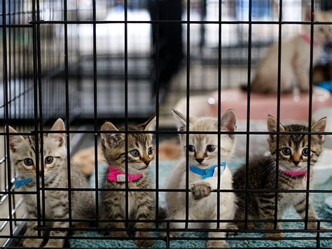 Cat animal shelter - The tax identification number for Cape Coral Animal Shelter is #81-3632884, and qualifies under Section 501(C)(3) of the Internal Revenue Code. A copy of the official registration and financial information may be obtained from the division of consumer services by calling toll free 1-800-435-7352 within the state.